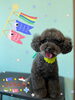 「可愛い子ちゃん♡ Dog salon mofu mofu 余市町」