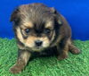 とっても可愛いミックス犬です(^▽^)「５月おやすみのご案内」