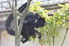 「コロンビアクロクモザルのクロ」