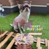 初めてのケーキに緊張気味…「シエラちゃんのお誕生日❣️」