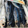 「魚魚市場鮮魚コーナーは「トビウオ・カマス・アジ」です♪」