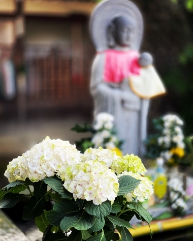 「境内の紫陽花の鉢植えが綺麗です！」