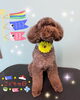 「可愛い子ちゃん♡ Dog salon mofu mofu余市町」