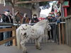 「令和8年「丙午年」熊野神社のお正月」
