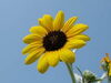 「SUNFLOWER☆」