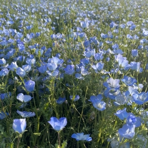 ネモフィラ「「鼻高展望花の丘菜の花祭り」のネモフィラがキレイです」