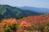 隣の金剛山も見えて圧巻です「御所市のおすすめ葛城山つつじ一目百万本をまいぷれ橿原が見てきました！」