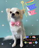 「可愛い子ちゃん♡Dog salon mofu mofu余市町」
