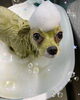 「ハーブパック★Dog salon mofu mofu余市町」