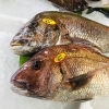 「魚魚市場鮮魚コーナーおすすめは「レンコ鯛・イカ・イサキ」です♪」