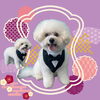 「Dog salon mofu mofu　余市町」