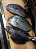 魚「コショウダイ、ヘダイ、くろむつ、カワハギ」