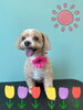 「可愛い子ちゃん♡ Dog salon mofu mofu余市町」