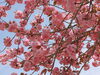 「八重桜が満開❗️権現堂の麓にある小黒川河川公園はキャンプも川遊びも楽しめます」