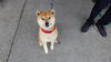 「迷い犬を保護しています【西条市役所／本庁　衛生課】」