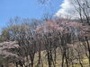 緑ヶ丘公園「TOMASEIグループ SDGsの取組み　」
