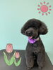 「可愛い子ちゃん♡ Dog salon mofu mofu 余市町」