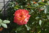 「GW最終日☀ 今日もいいお天気です」