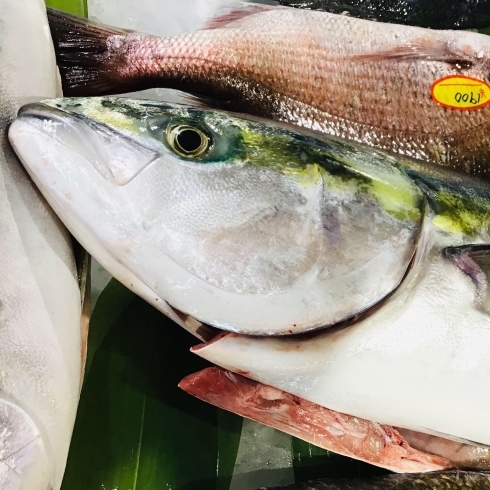 「魚魚市場鮮魚コーナーおすすめは「天然ぶり・イシモチ」です♪」