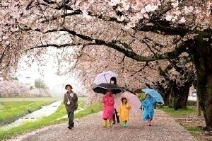 散った花びらも桜一色の世界を演出した佐奈川沿い<br>（豊川市提供）