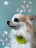 「可愛い子ちゃん♡ Dog salon mofu mofu 余市町」