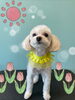「可愛い子ちゃん♡ Dog salon mofu mofu 余市町」