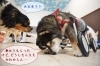 無料デイサービスのお客様ワンコ「はじめての犬用車椅子」