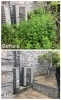 敷地内の草引き「芦屋市で草引き(雑草取り)をしました！」
