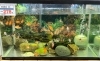 金魚 メダカ 水槽用品 昆虫用品を各種豊富に取り揃えております ホームセンタームサシ長井店のニュース まいぷれ 長井 西置賜