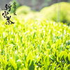 わきの茶さん「５月は新茶の季節です♪」