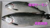 「○本日のお刺身○【鳥取県産】境港サーモン【高知県産】小ヨコワマグロ」
