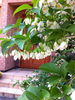 japanese snowbell 「japanese snowbell 」