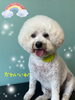「可愛い子ちゃん♡ Dog salon mofu mofu 余市町」