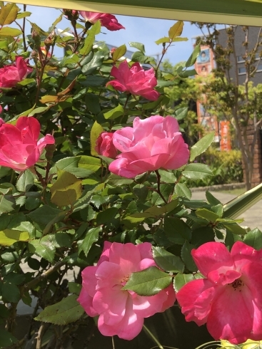 きれいなバラ咲きました！「きれいなバラ咲きました！！【木更津市民会館の隣りにある総合住宅展示場】」