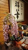 ピンク色の藤の花「綺麗なピンク色の藤の花を頂きました」