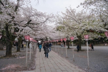 ソメイヨシノ満開です。早咲きの桜は葉が出ています。