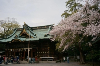 本殿と桜のコラボ。