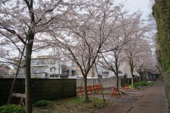 大社の西の外側の桜も満開です。