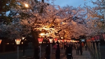 夜桜も綺麗です。