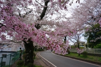 ピンク色の桜もあるんです。
