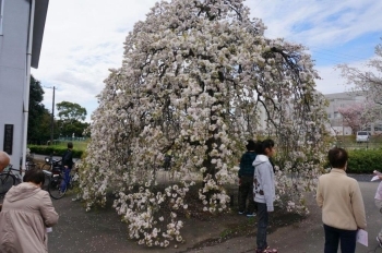 遺伝学研究所の入口の桜です。<br>年に１度の一般公開の日にしか見られません。