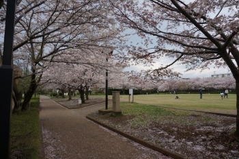 西側も満開。手前は桜の花びらのじゅうたんです。
