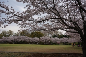 奥の桜並木も満開です。