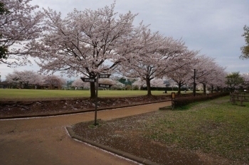 見事な桜並木です♪
