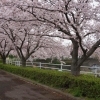 2015年　桜特集　桜堤　【駿東郡長泉町】