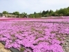 「魚沼芝桜まつり開催！5月14日から29日まで！」