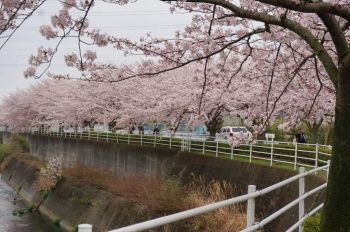 長い桜並木がすばらしいです。