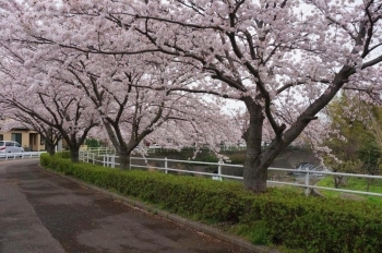 枝ぶりが見事です。桜の屋根の下を歩いている気分です。
