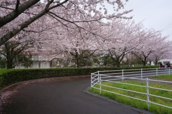 この辺では一番桜の木が多いかも？