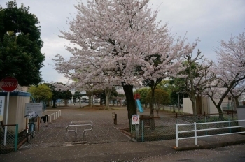 小さな公園ですが桜の木があります。